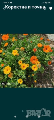 Продавам семена от цветето Диморфотека., снимка 9 - Градински цветя и растения - 44242921
