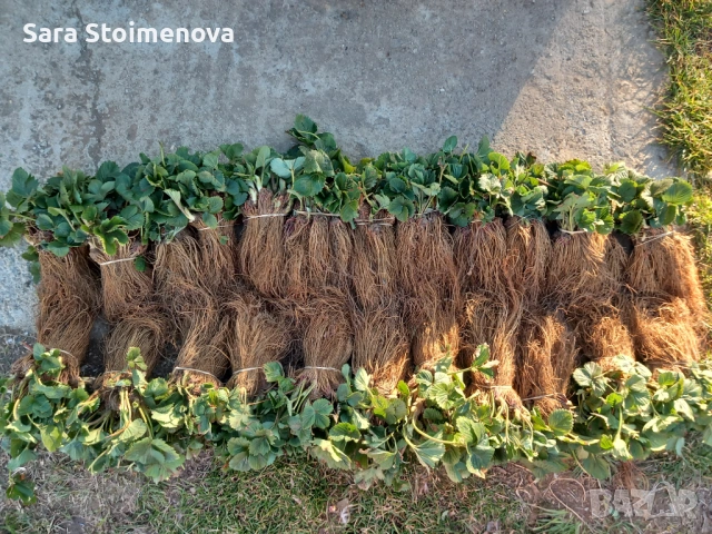 Разсад ягоди