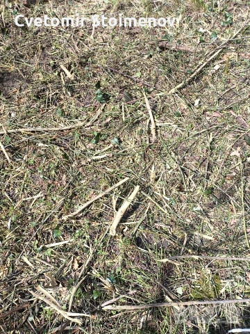 косене на запуснати терени и дворове , снимка 5 - Други почистващи услуги - 53931503