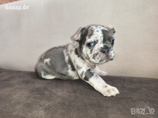 Френски булдочета ( флъфи ген), снимка 9 - Френски булдог - 53719888