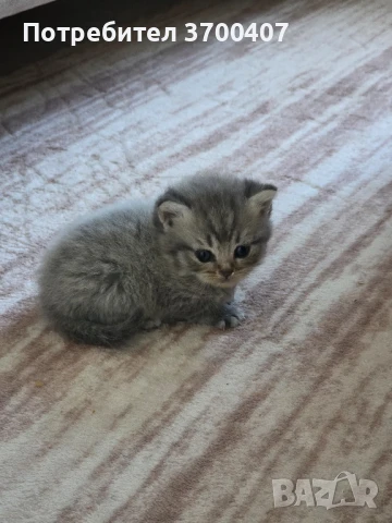 Чистокръвни 3 британски клепоухи 1 шотландска клепоуха, снимка 1