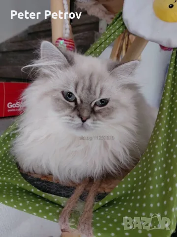 Шотлански котета, снимка 10 - Други - 56529363