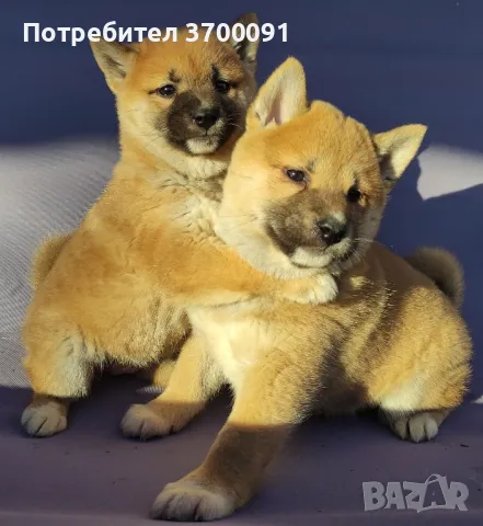 шиба ину / shiba iny , снимка 1 - Шиба ину - 48669550