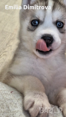 продавам хъскита кучете, снимка 2 - Хъски - 53236382