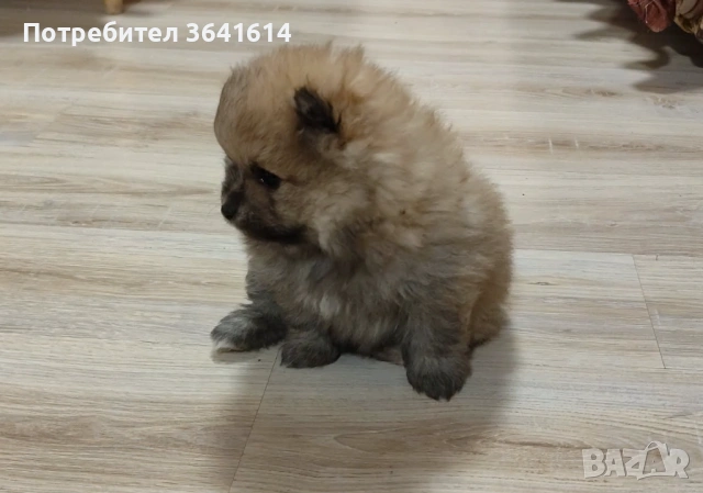 Продавам померан, снимка 3 - Померан - 53250988