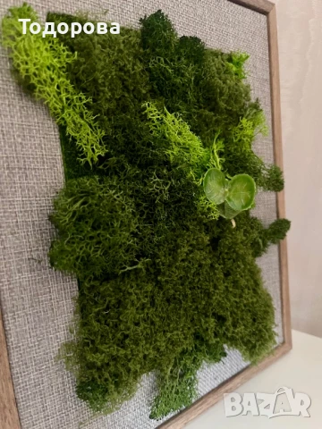 Зелена картина/пано от скандинавски мъх, снимка 1