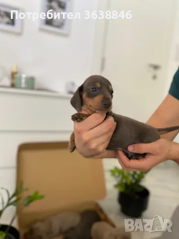 Дакел,мини дакел, снимка 1