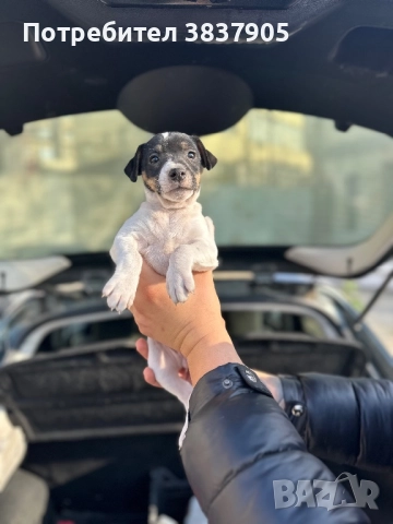 Джак Ръсел териер , снимка 10 - Джак ръсел териер - 52755533