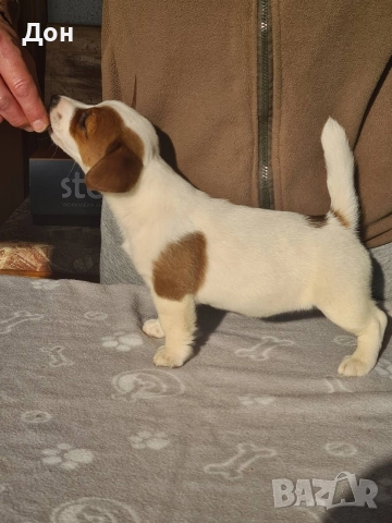 Джак Ръсел Териер 🐾, снимка 2 - Джак ръсел териер - 52631603