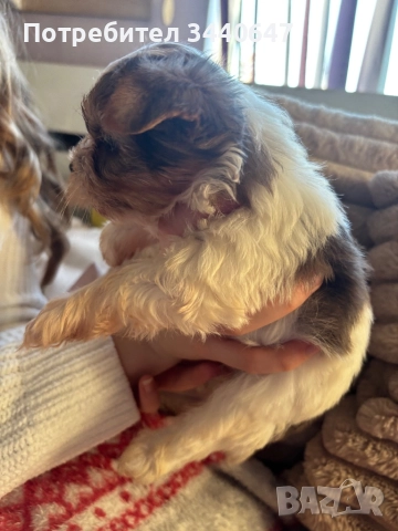 Женско йорки , снимка 3 - Йоркширски териер - 52553586