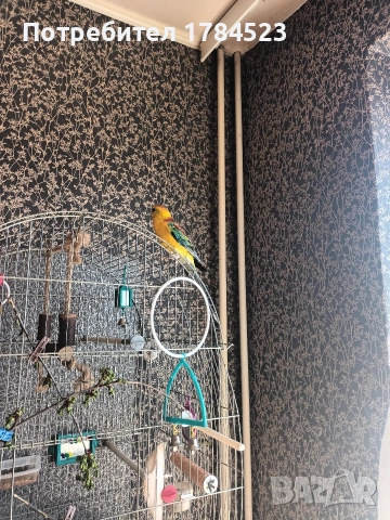 поен папагал млад. , снимка 5 - Папагали - 54165345