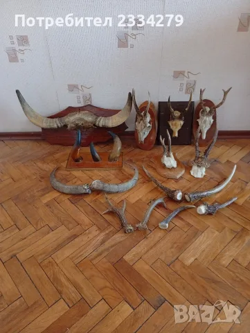 Рога от саръндаци и зъби от диво прасе, 70-80те години
