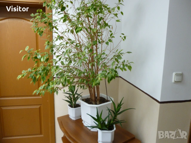 Panasonic Lumix DMC-FS18 16 MPx, снимка 15 - Фотоапарати - 54223188