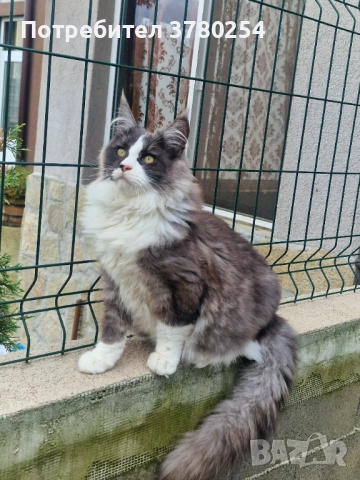 Мейн Кун , снимка 7 - Мейн кун - 52314032