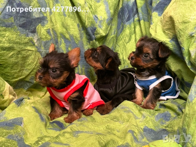 Мини йоркширчета , снимка 3 - Йоркширски териер - 54136879