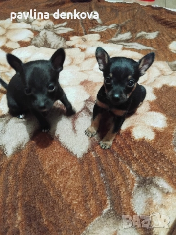 Чистокръвни,мини пинчери