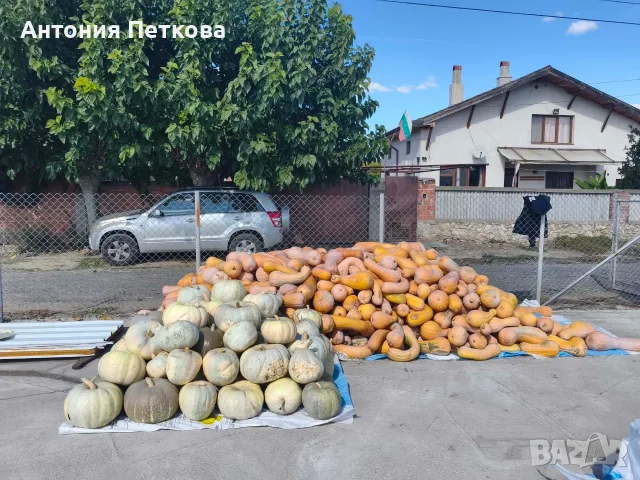 Продавам тикви на едро
