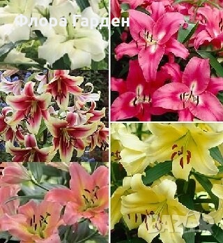 ЛИЛИУМ - Луковици/ПРЕДВАРИТЕЛНИ ПОРЪЧКИ, снимка 16 - Сортови семена и луковици - 40209682