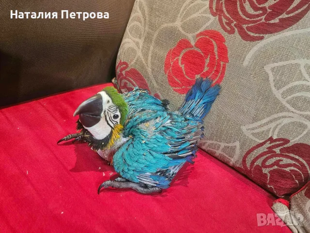 Синьо-жълта Ара папагали, снимка 3 - Папагали - 56233794