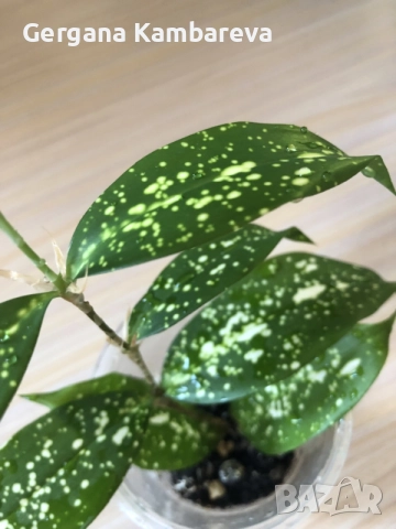 Dracaena surculosa Florida Beauty 