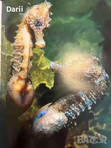 Черно море под водата- Любомир Клисуров, снимка 3 - Специализирана литература - 50715138