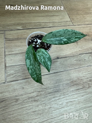 Hoya Pubicalyx Pink Silver Ghost 