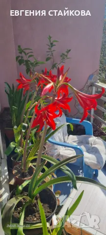 Продавам прекрасни хипеаструми. Безплатна доставка над 5 бр., снимка 13 - Стайни растения - 36481425