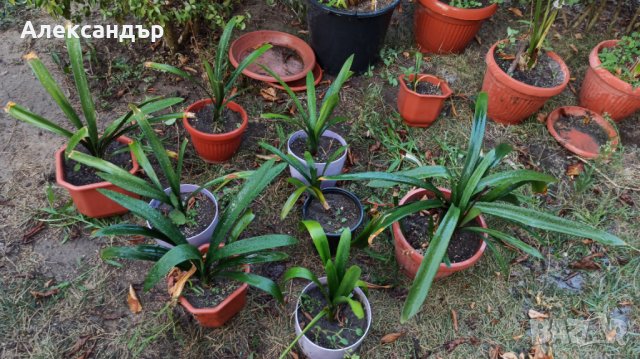 Кливия , снимка 14 - Стайни растения - 21515548