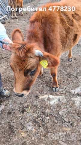 Kravi za prodan, снимка 4 - Крави - 53988176
