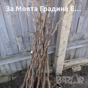 Плодни дръвчета , снимка 7 - Разсади - 49420186