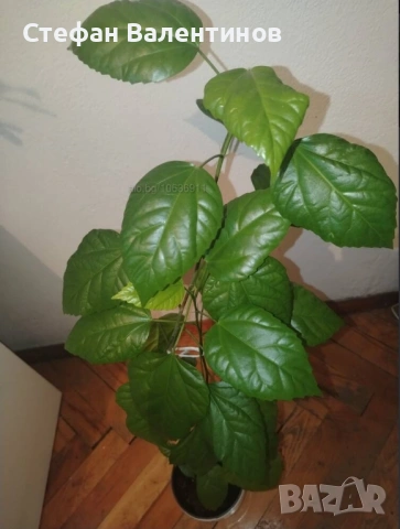 Хибискуси/китайски рози с едри кичести цветове, снимка 2 - Стайни растения - 52044964