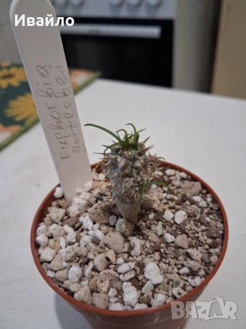 Сукуленти само за ценители, снимка 9 - Стайни растения - 35248161