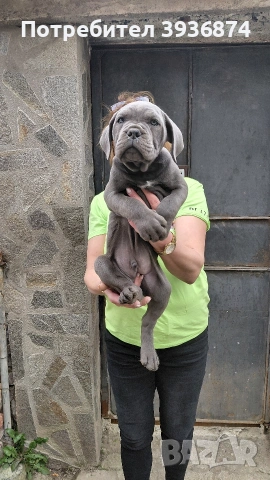 Кане корсо италияно