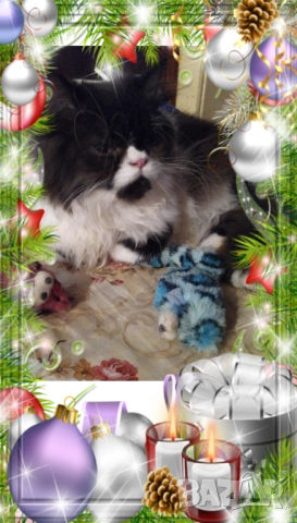 Ваксинирани персийски дългокосместа многоцветни котки с ЕС паспорти,микрочипирани!, снимка 13 - Чинчили - 42172746