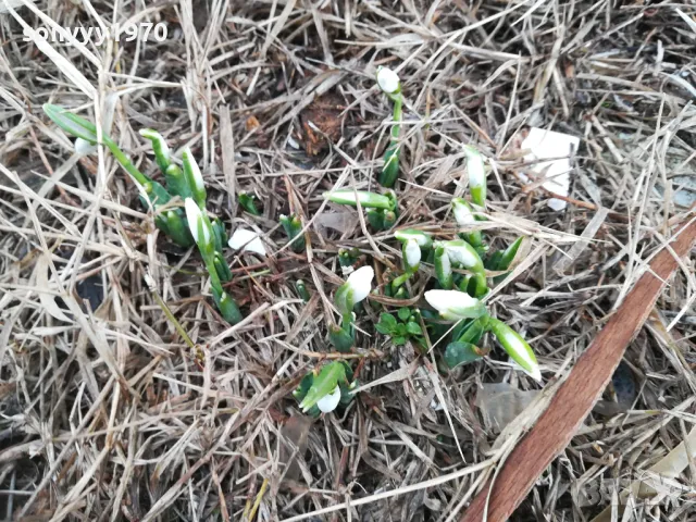 КОКИЧЕТА В САКСИЯ С ЛУКОВИЦИ И ПОЧВА 2025Г 2401251516, снимка 2 - Градински цветя и растения - 48812271