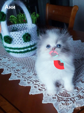 КОТЕНЦЕ МЕЧТА, снимка 2 - Чинчили - 53977441