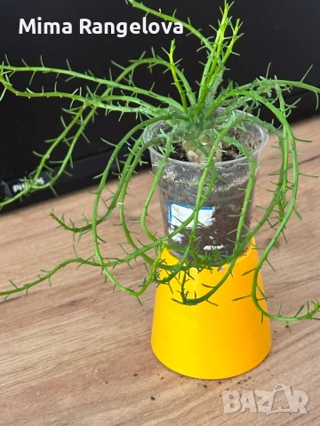 Еуфорбия главата на медуза , снимка 3 - Стайни растения - 53921968