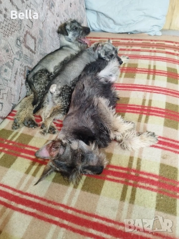 Мини шнауцер , снимка 5 - Други - 54053419