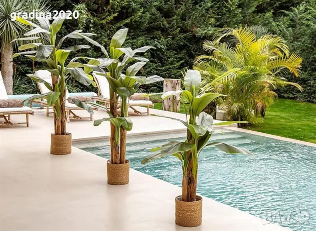 Банан, снимка 2 - Разсади - 49692230