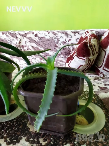 Алое лечебно растение, снимка 5 - Стайни растения - 47724690