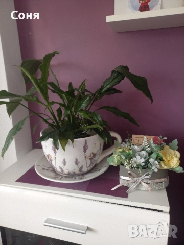 Спатифилум , снимка 5 - Стайни растения - 50387939