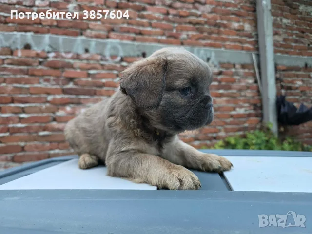 Син фаун Флъфи френски булдог , снимка 5 - Английски булдог - 55508630