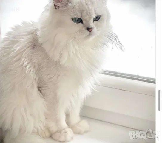 КОТЕНЦЕ УНИКАТ.МОМЧЕНЦЕ, снимка 8 - Чинчили - 56524149