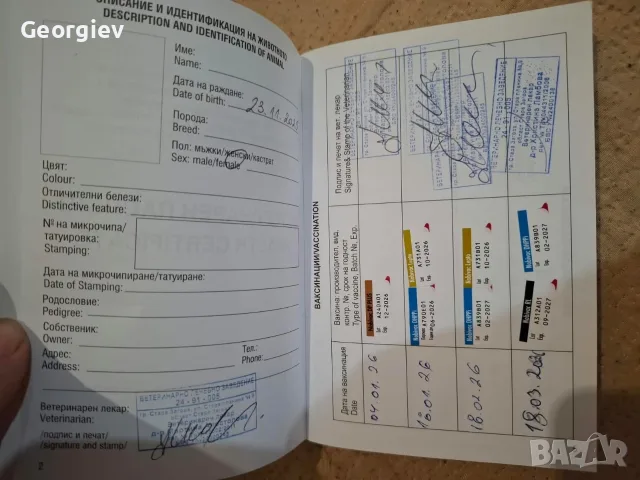 Продавам Померан, снимка 5 - Померан - 56381479
