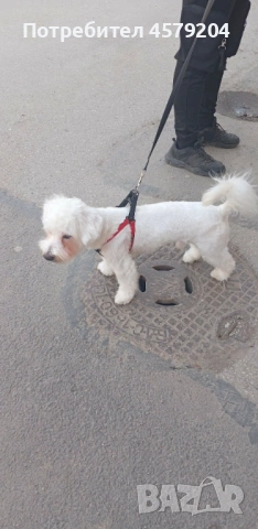 Продава се малтийска болонка 400 евро