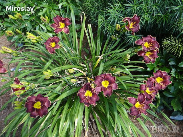 Хамерокалис (Дневна лилия), снимка 4 - Градински цветя и растения - 37211431