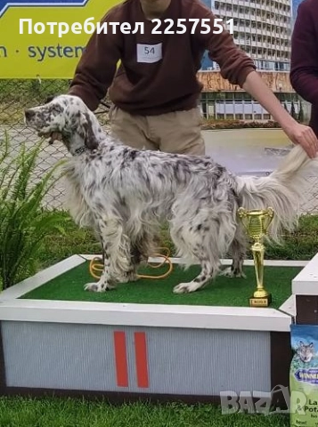 Английски сетер , снимка 6 - Английски сетери - 52481491