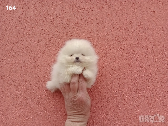 Чисто бели мини Померани. Реални снимки !!! , снимка 15 - Померан - 53904343