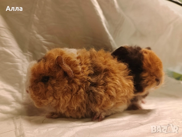 Морски свинчета , снимка 5 - Морски свинчета - 54080769