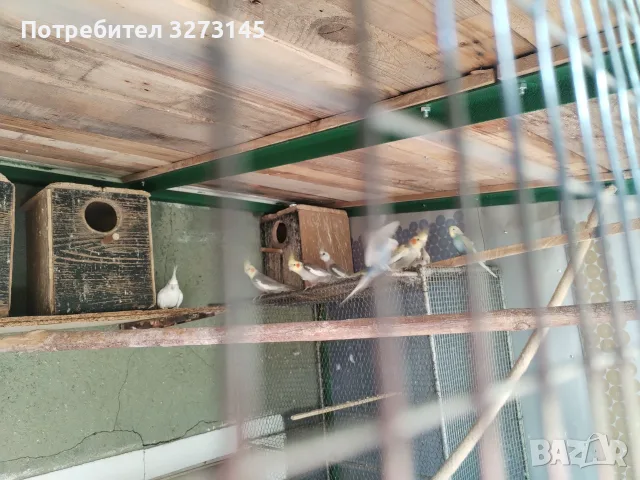  Свободни корели и пойни папагали. Перфектни птици гледани добре намират се в гр Шумен , снимка 3 - Папагали - 55730667